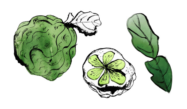 Kaffir - CO:CREATE 1