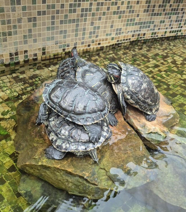 Черепашки. Час пик - CO:CREATE 1