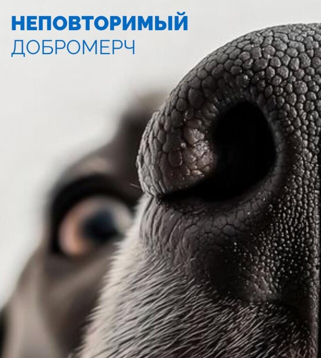 Неповторимый Добромерч - CO:CREATE