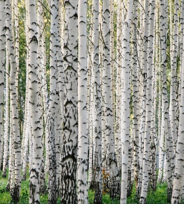 берёзопись - CO:CREATE