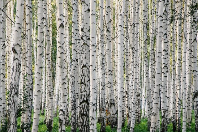 берёзопись - CO:CREATE 1