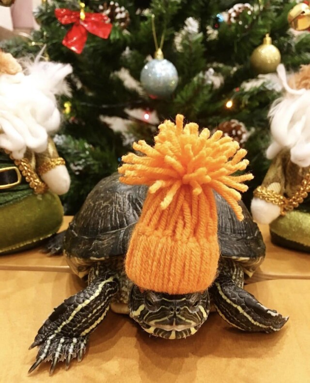 Черепашка и шапка - CO:CREATE 4