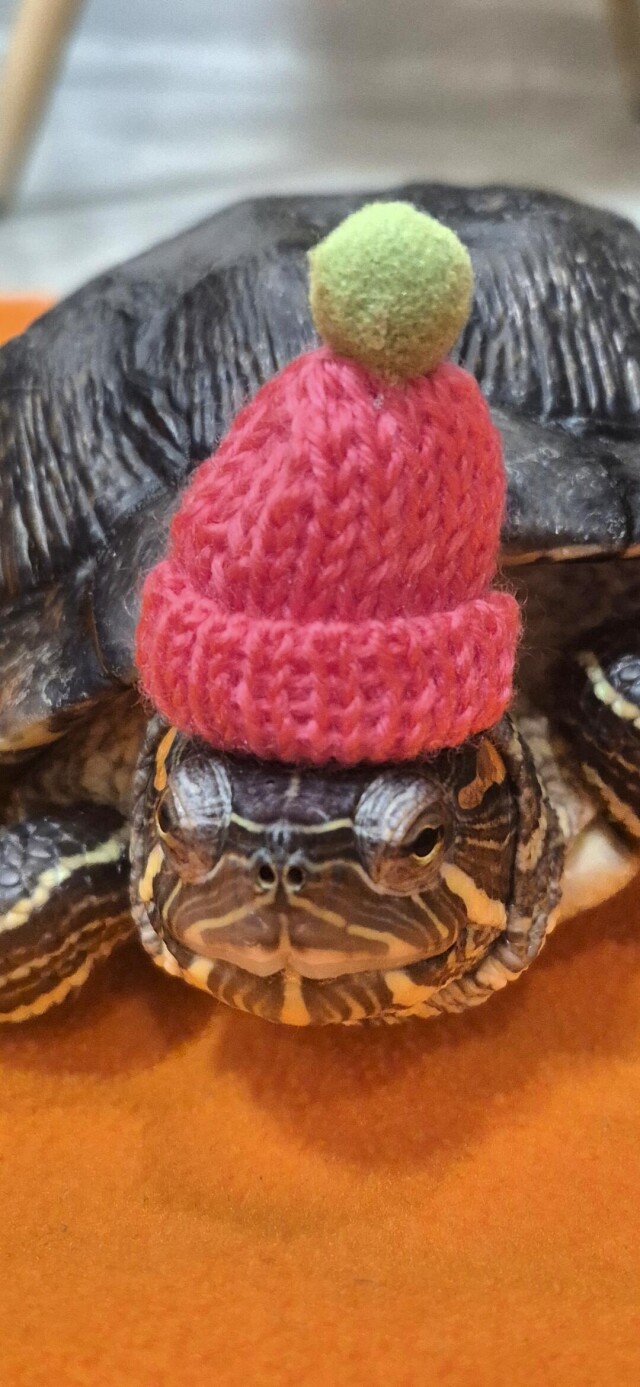 Черепашка и шапка - CO:CREATE 2