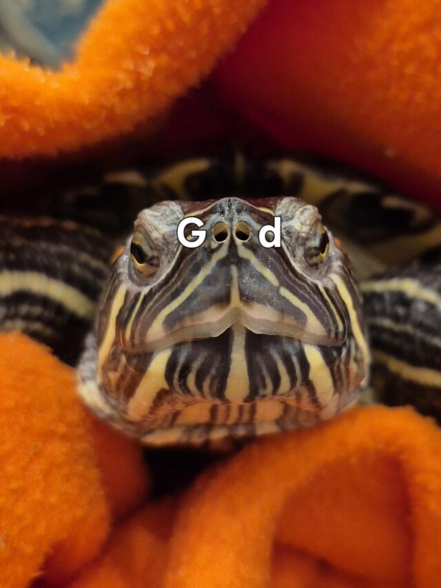 Черепашка и шапка - CO:CREATE 1