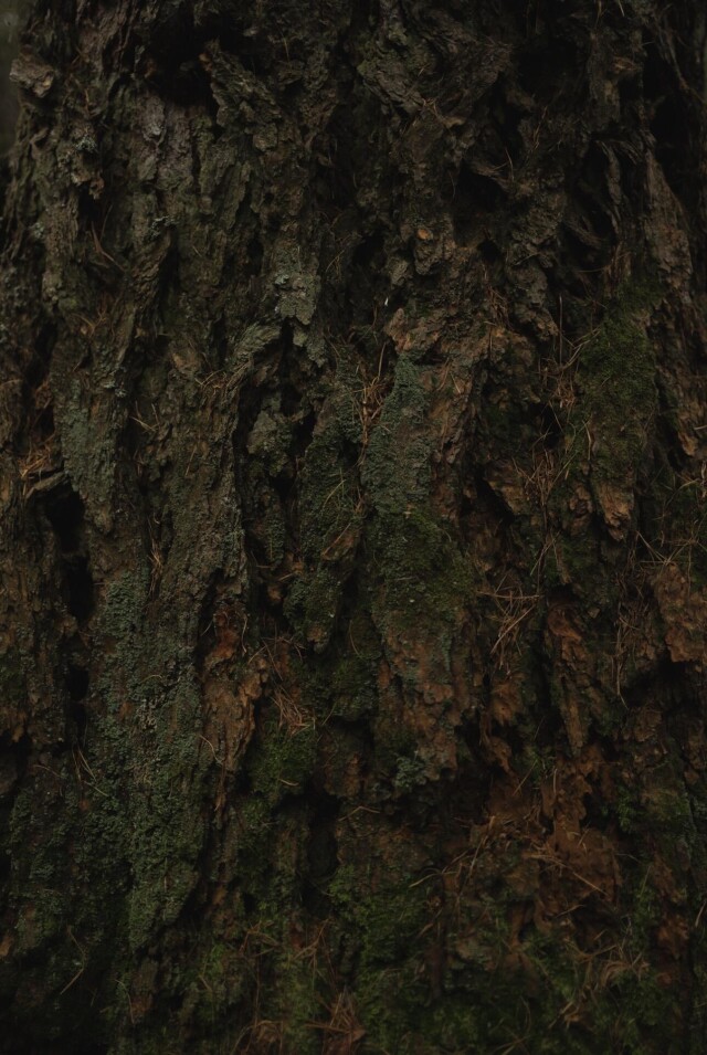 В Уральских лесах - CO:CREATE 6