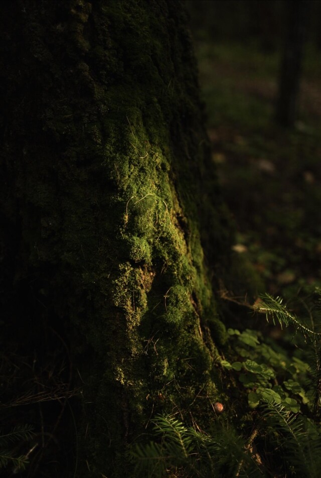 В Уральских лесах - CO:CREATE 7