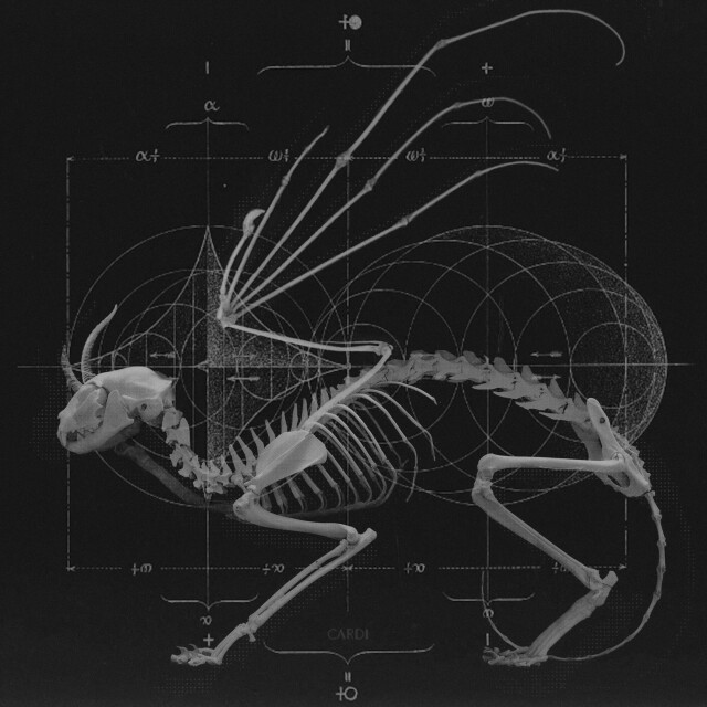 carnivora_1 - CO:CREATE 1