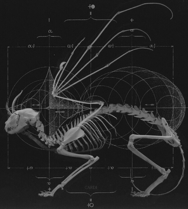 carnivora_1 - CO:CREATE