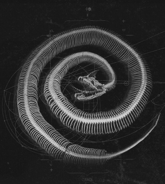 carnivora_2 - CO:CREATE