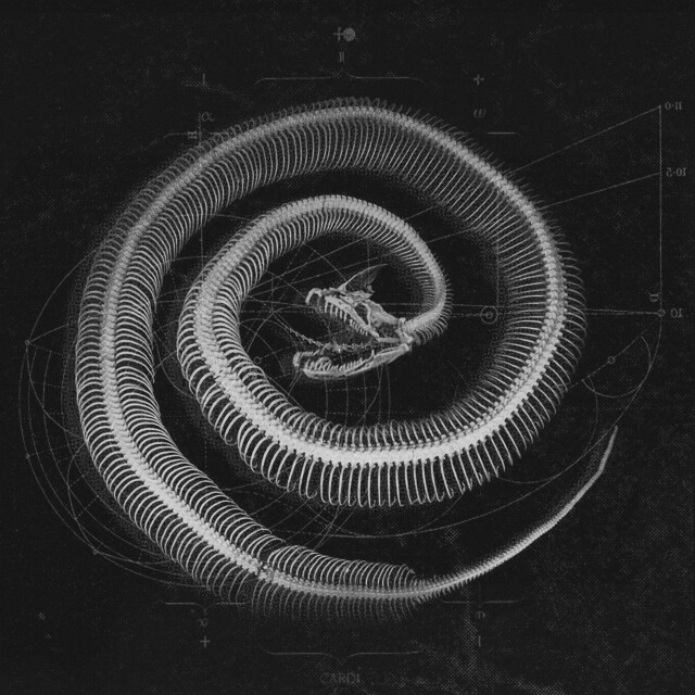 carnivora_2 - CO:CREATE 1