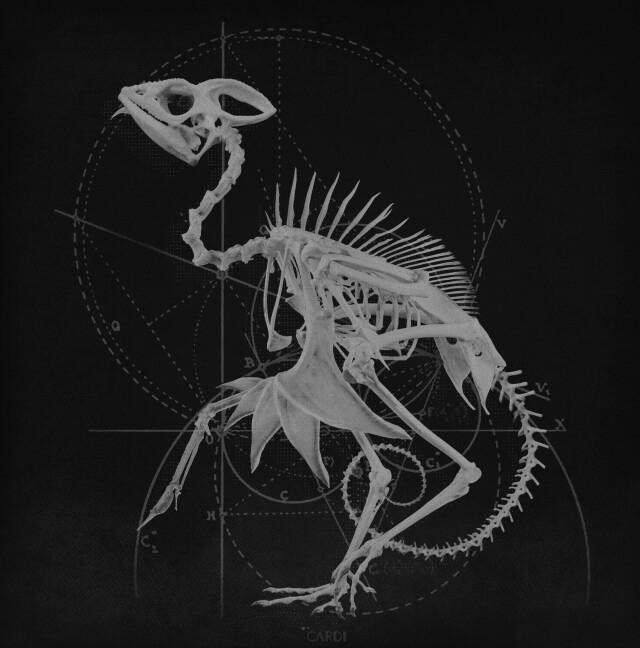 carnivora_3 - CO:CREATE 1