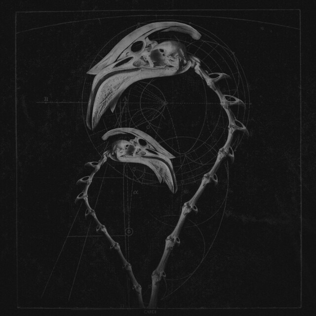 carnivora_4 - CO:CREATE 1