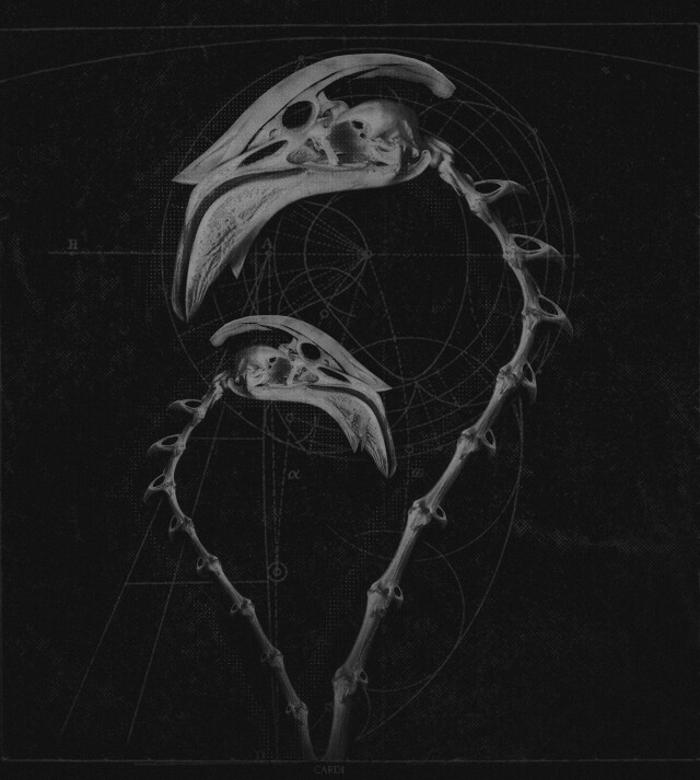 carnivora_4 - CO:CREATE