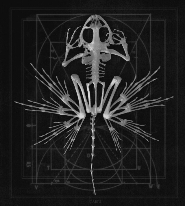 carnivora_5 - CO:CREATE