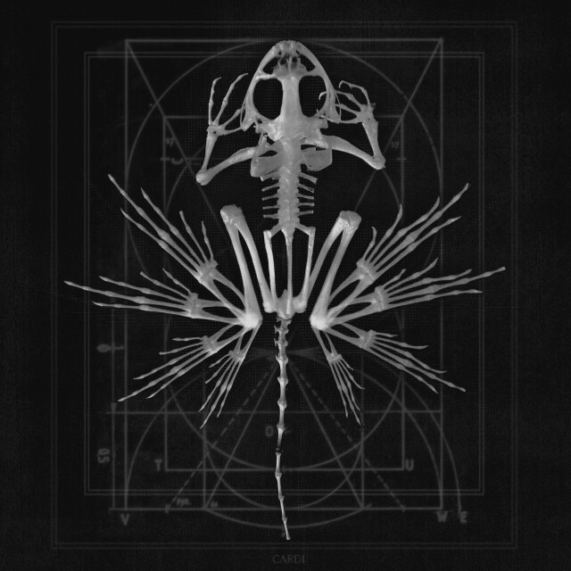 carnivora_5 - CO:CREATE 1