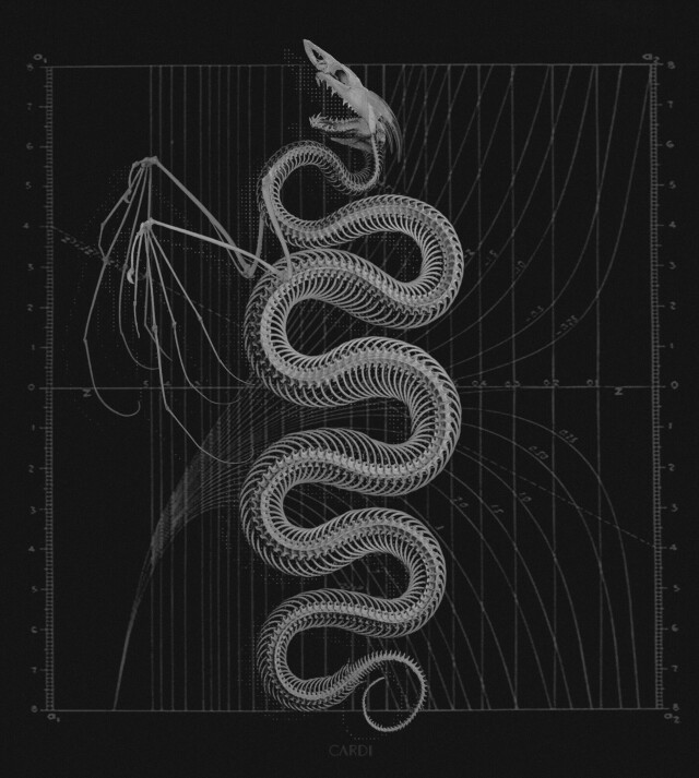 carnivora_6 - CO:CREATE