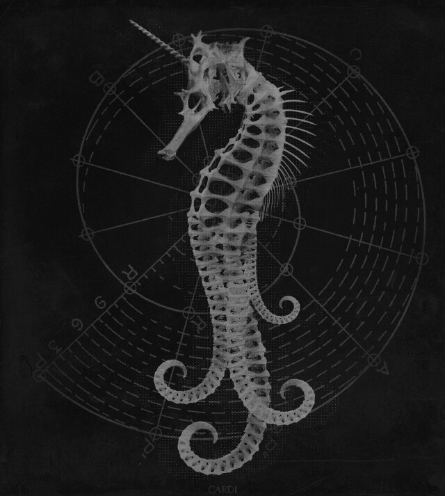 carnivora_7 - CO:CREATE