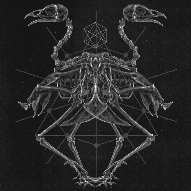 carnivora_8 - CO:CREATE 1