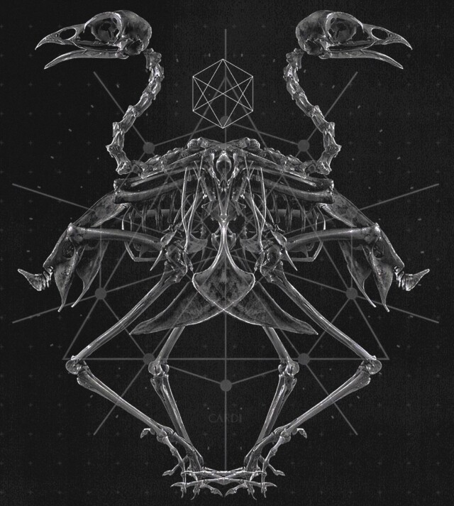 carnivora_8 - CO:CREATE