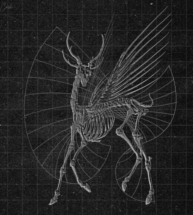 carnivora_9 - CO:CREATE