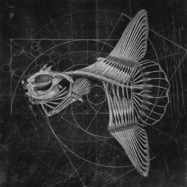 carnivora_10 - CO:CREATE 1