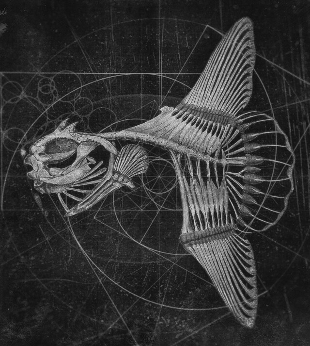 carnivora_10 - CO:CREATE