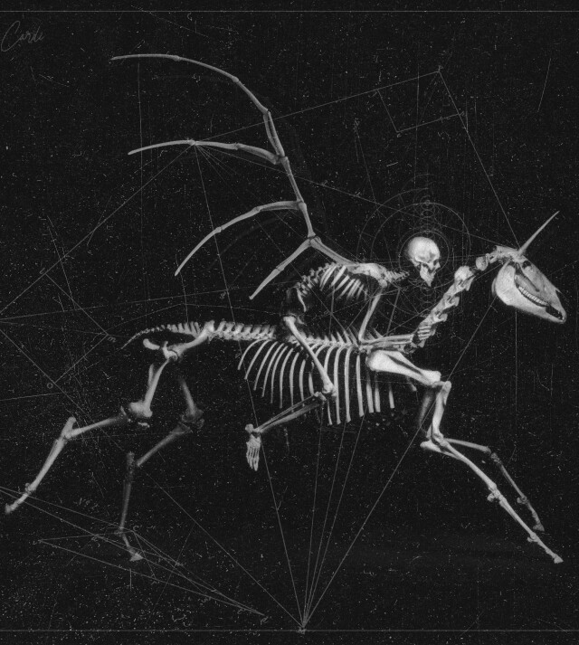 carnivora_11 - CO:CREATE