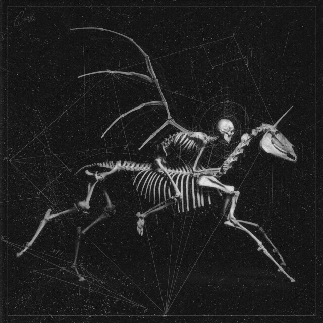 carnivora_11 - CO:CREATE 1