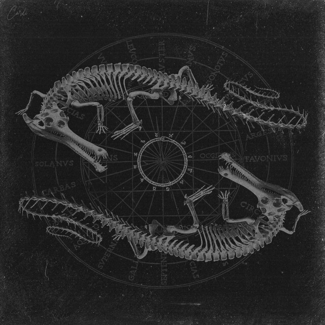 carnivora_12 - CO:CREATE 1