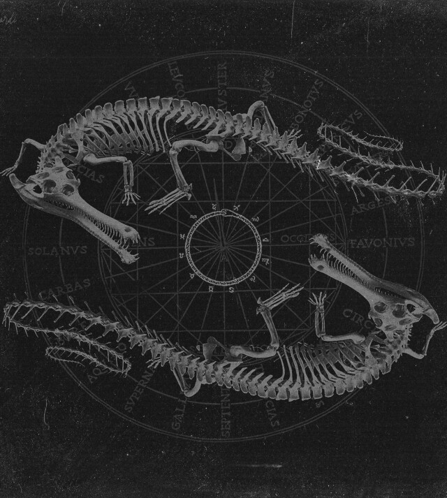 carnivora_12 - CO:CREATE