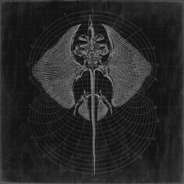 carnivora_13 - CO:CREATE 1