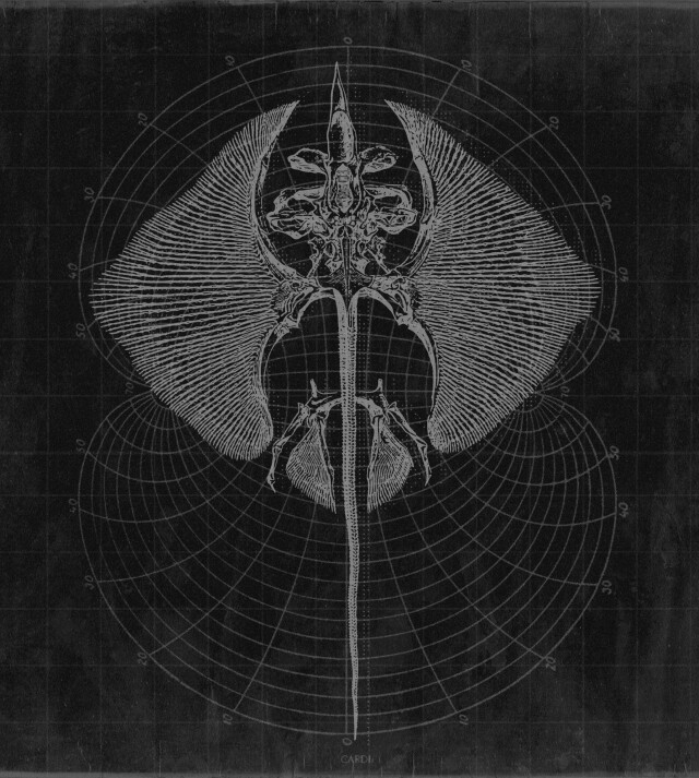 carnivora_13 - CO:CREATE