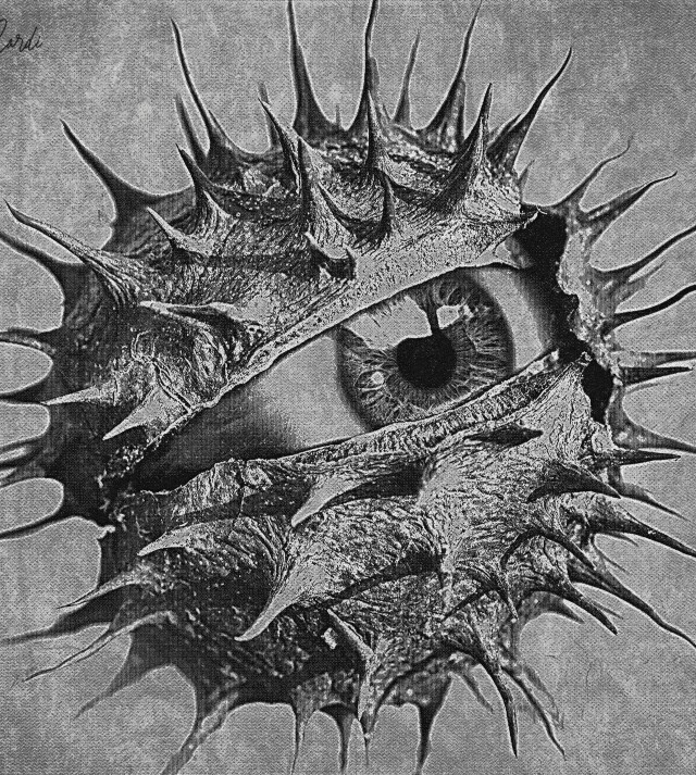 chestnut - CO:CREATE