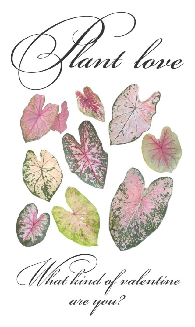 Plant love - CO:CREATE 8