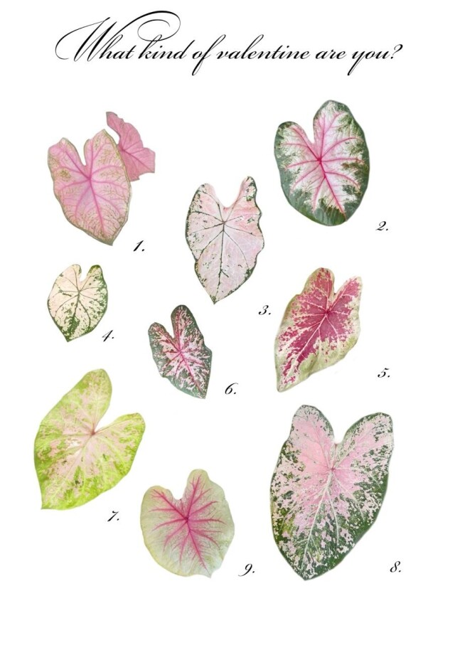 Plant love - CO:CREATE 4