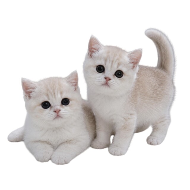 love you, kitty - CO:CREATE 6